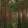 Арендатора участка в Андреевском лесничестве обязали восстановить лес