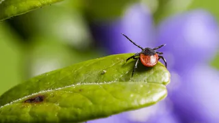 Во Владимирской области за прошлую неделю клещи укусили 165 человек