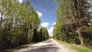 Дорожников заставили убрать опасные деревья над трассами в Судогодском районе