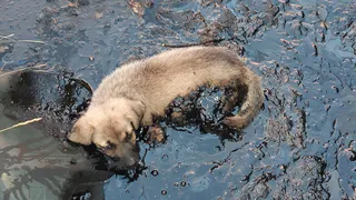 В Касимовском районе в лужах битума тонули щенки