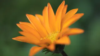 Этот чудесный многолетник будет цвести всё лето без перерыва: сможете любоваться им до самых холодов