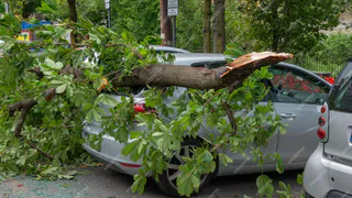 Владелец авто отсудил у администрации Ухты более 700 тысяч рублей за упавшее дерево