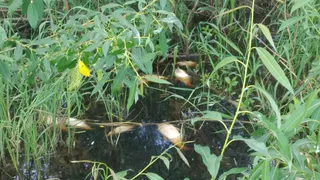 На Пре массово погибла рыба: рыбаки подозревают браконьеров