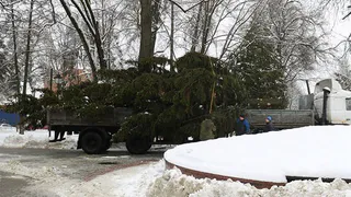 24 декабря в Брянске откроют главную городскую елку