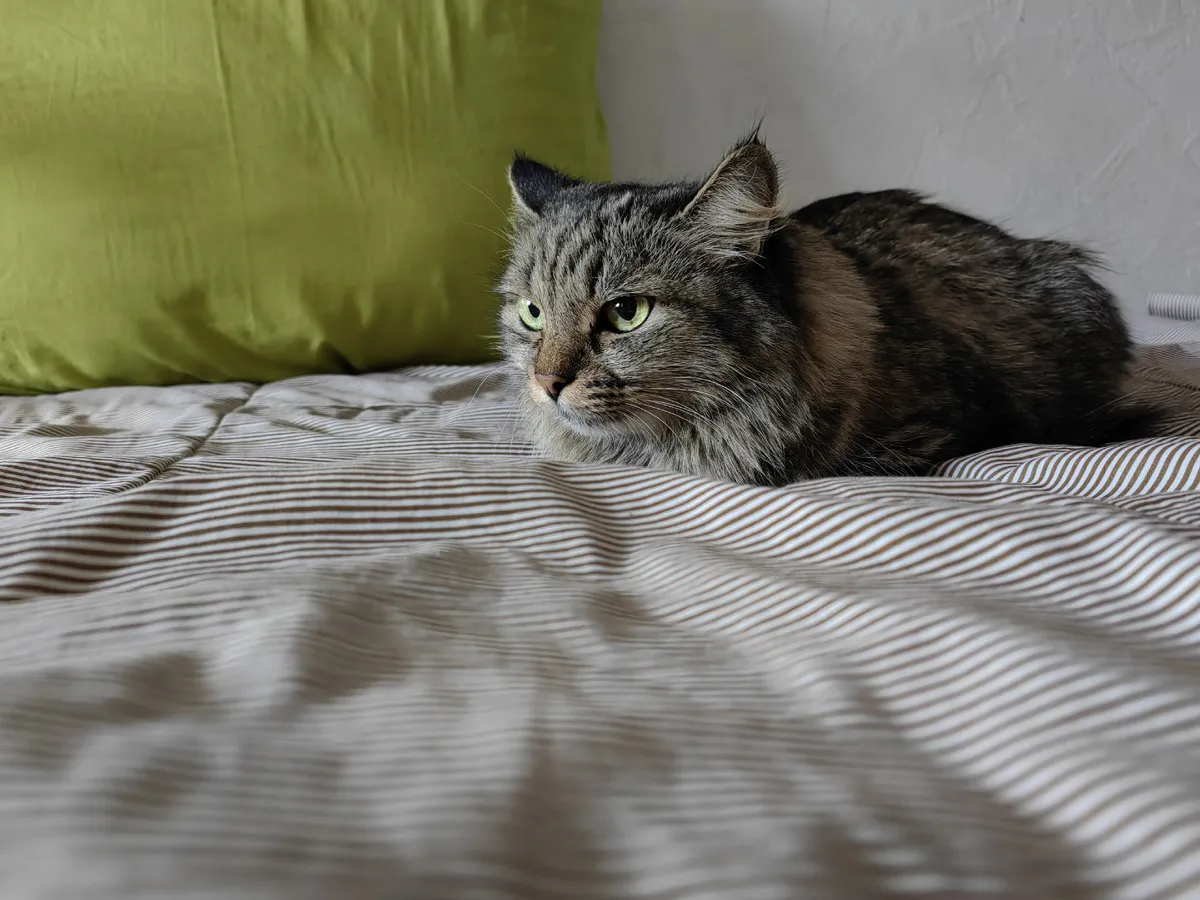 7 сигналов, которые подает кошка, когда просит о помощи: должен знать каждый хозяин