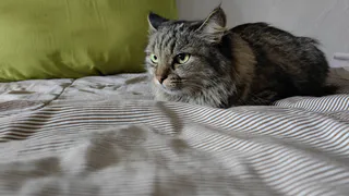 7 сигналов, которые подает кошка, когда просит о помощи: должен знать каждый хозяин