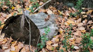 В Коми женщина заблудилась в лесу после ссоры с мужчиной