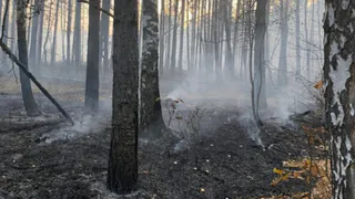 В Пензе ученые ПГУ разработали систему ИИ для раннего обнаружения лесных пожаров