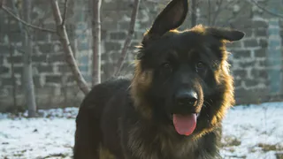 В Магнитогорске немецкая овчарка безответственного хозяина напал на ребенка