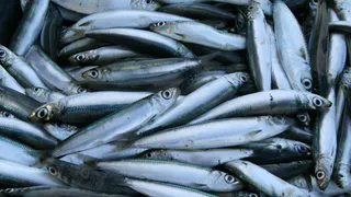 Названа самая полезная для человека рыба - ешьте 2 раза в неделю, богата селеном, фосфором и невероятно вкусна