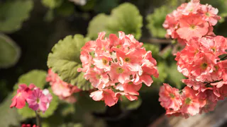 Магнитогорский садовод рассказывает о новинках из мира вечноцветущих бегоний и виол