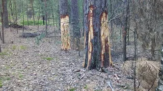 В Рязанской области вандалы уничтожают деревья в известном лесничестве