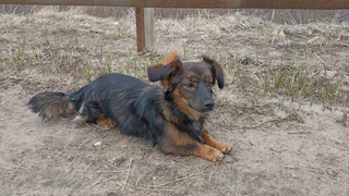 После вмешательства властей в Коми открыли площадку для выгула питомцев