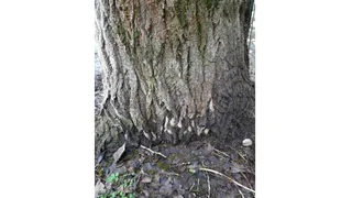 Жителей Владимирской области предупредили об угрозе повторного распространения непарного шелкопряда