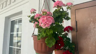 Даже чахлая герань начнет цвести без остановки всю зиму: что нужно сделать в ноябре-декабре, чтобы моментально пробудить растение