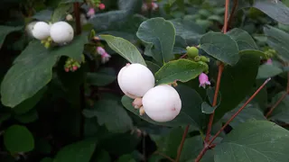 Снежноягодник в ландшафтном дизайне: идеальное растение для вашего сада