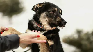 Дай лапку: Эсминка, Люся и Лилу в поисках нового дома