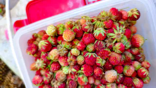 После майских холодов вишне, клубнике и яблоне — обязательно: 1 ложка в воду — и урожай придется собирать ведрами