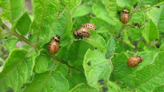 Колорадские жуки атакуют картофель на юге Коми: специалисты рекомендуют срочные меры