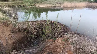 В Пронском районе бобры починили плотину на пруду