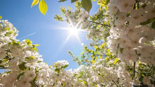 Синоптики пообещали теплые дни в Брянске в середине мая