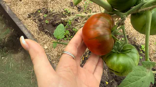 1 г на 10 литр и опрыскала помидоры во время цветения: ломятся от урожая даже в плохое лето