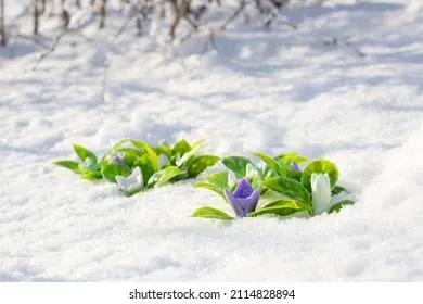 Весну в России приостановил холодный фронт