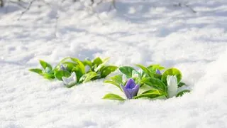 Весну в России приостановил холодный фронт