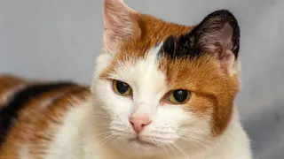 Дай лапку: Макар, Ириска и Дуси ищут свой дом