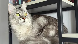 Игры разума: 10 головоломок, которые точно понравятся вашей кошке