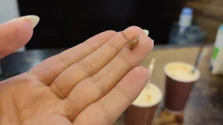 Посетительница кафе в центре Рязани нашла таракана в кофе