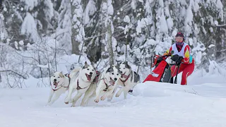 В Доброграде пройдут межрегиональные соревнования по ездовому спорту
