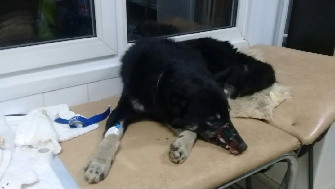 Елабужский приют «Верность» просит помочь собаке, которую после неудачной охоты бросил умирать хозяин