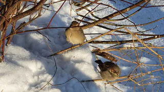 В Татарстане живет почти 7000 воробьев