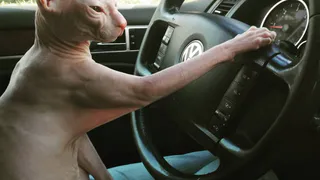 Каких милых котиков постят в Instagram рязанцы: подборка пушистого и хвостатого