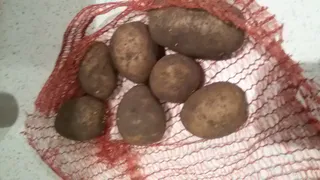 Шацкие дети рады бесплатному картофелю