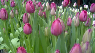 В Рязани распустятся полмиллиона цветов