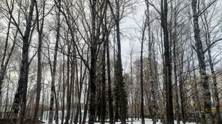 В Коми замечено хищение леса