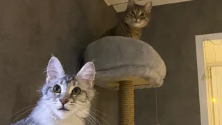 Эти 4 типа людей кошки признают как своих: остальные — просто обслуживающий персонал