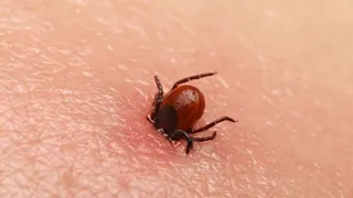 Клещи укусили почти 300 рязанцев за неделю