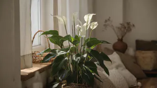 Сую таблетку в спатифиллум — получаю фонтан цветов: лайфхак для ленивых цветоводов