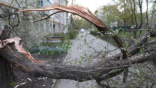 На снос 11 тысяч аварийных деревьев Рязани требуется 132 млн рублей