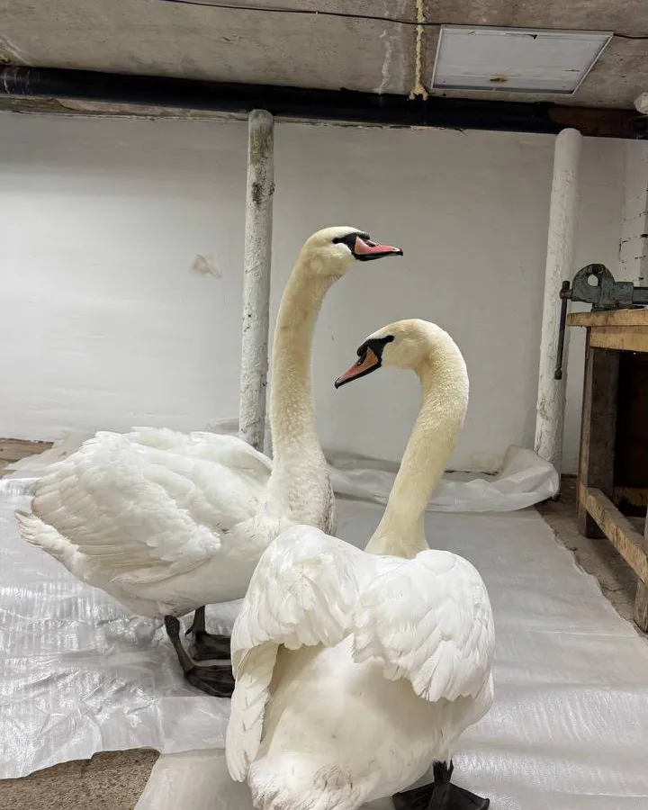 Краснокнижных лебедей-шипунов спасли в Альметьевске: пернатые обрели новый дом