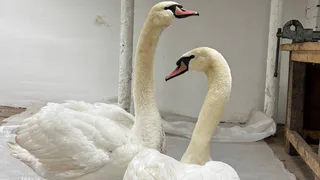 Краснокнижных лебедей-шипунов спасли в Альметьевске: пернатые обрели новый дом