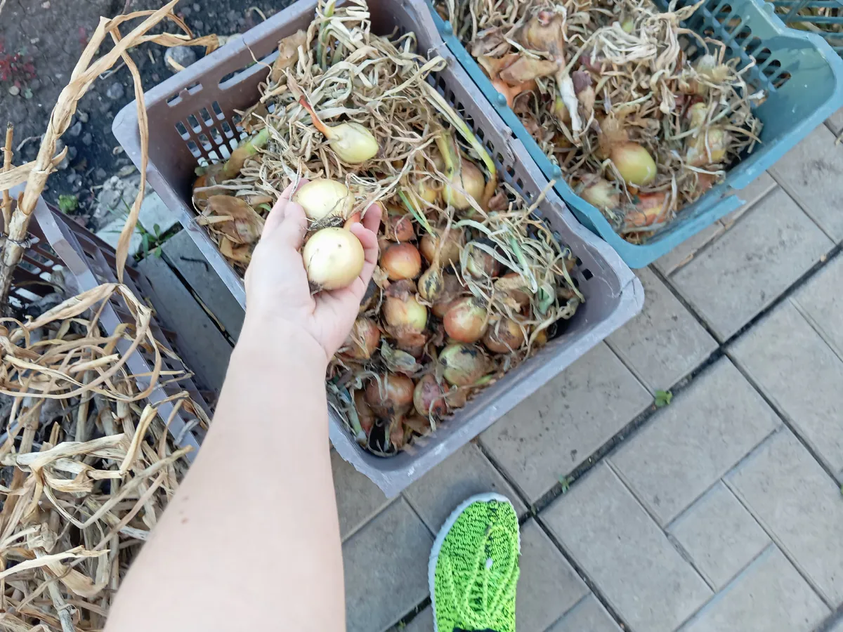 Лук хранится до самого лета без гнили и запаха: простой приём, о котором редко говорят, а зря