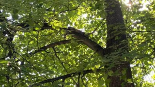 В Коврове спасённая поисковиками кошка вновь залезла на дерево