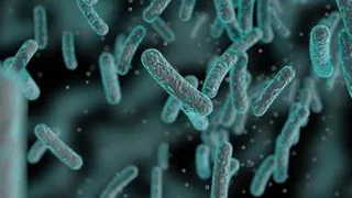 Названы бактерии, которые продлевают жизнь человека