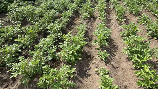 Колорадский жук от этого шарахается как от огня: всего одна щепотка этого средства на ведро воды творит волшебство