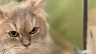 Рязанцев предупреждают о рисках возникновения жажды у кошек