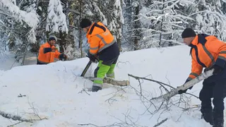 Во Владимирской области расчищают обочины от поваленных и накренившихся от снега деревьев